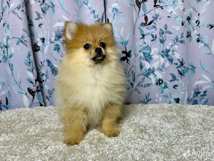 Немецкий шпиц девочка РКФ