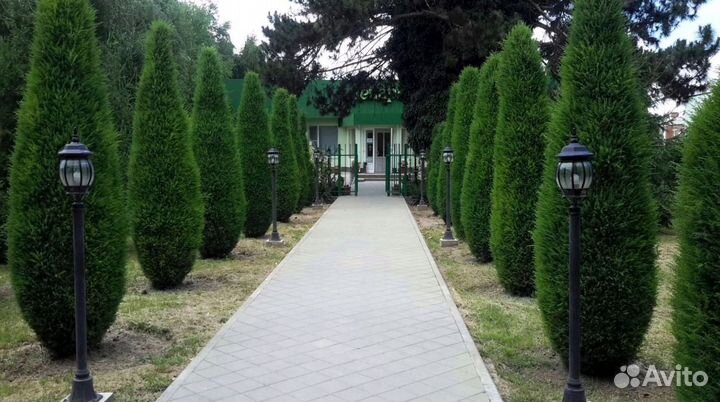 Туи с доставкой