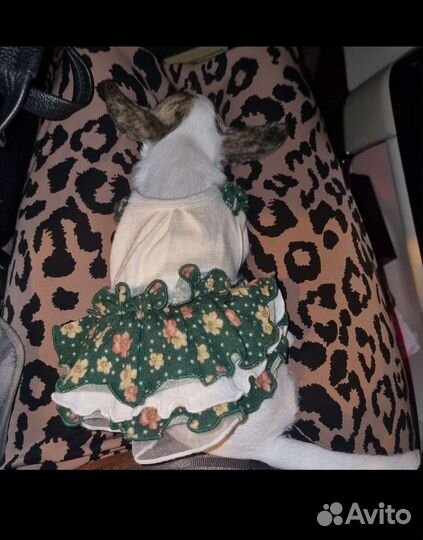 Вещи для маленькой собачки