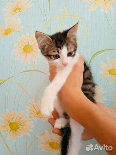 Котёнок-1,5 месяца (мальчик)