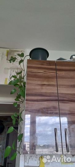 Лиана. Взрослое растение. Простой уход