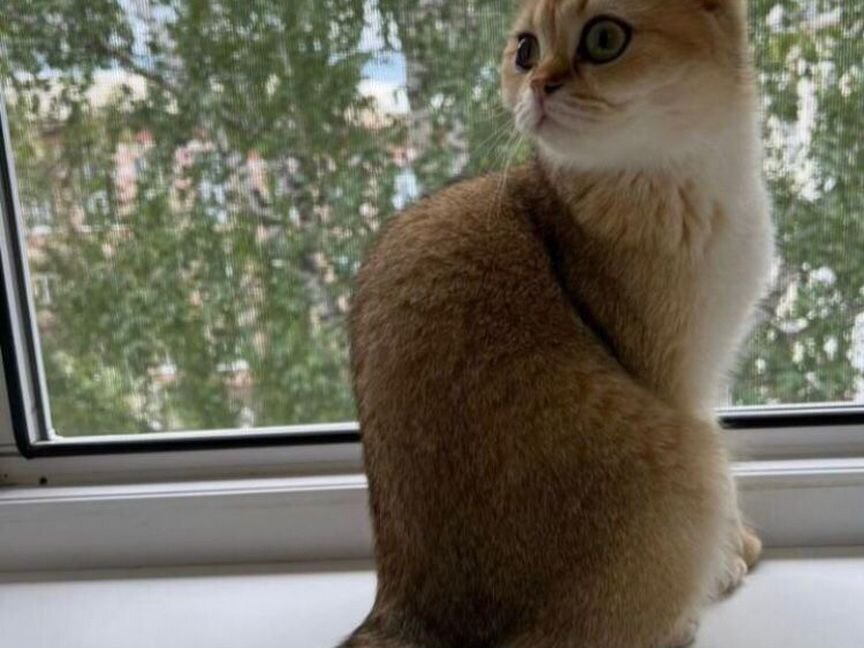 Кошка