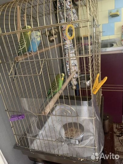 Волнистый попугай