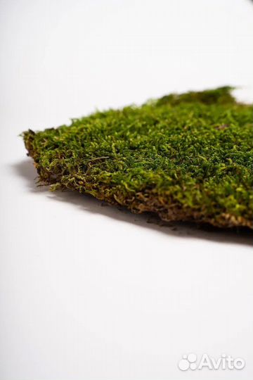 Плоский мох Премиум