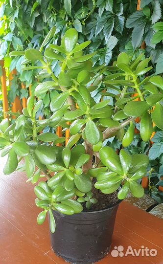 Продам цветы комнатные