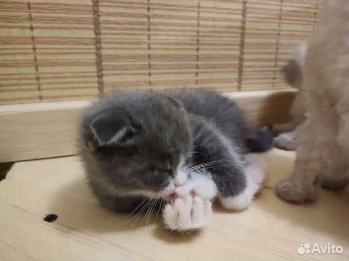 Котята в добрые руки шотландский вислоухий