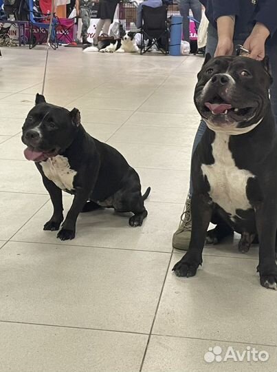 Американский Булли xl