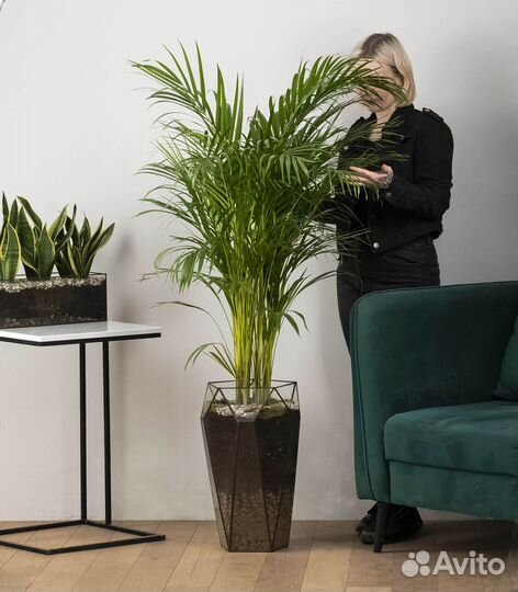 Пальма в офис, магазин цветов
