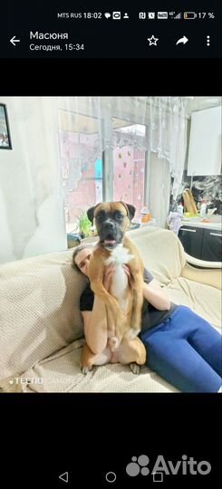 Немецкий боксер