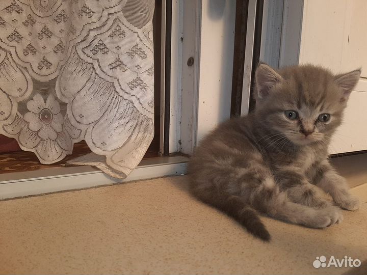 Британские котята