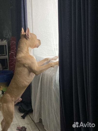 Передержка собак