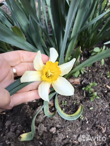 Нарцисс цветок многолетний