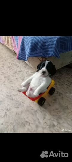 В добрые руки