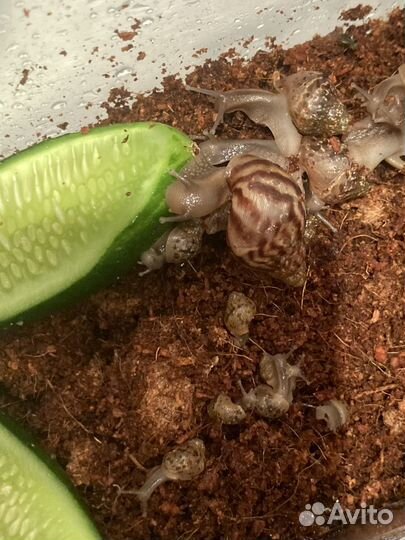 Улитки ахатины