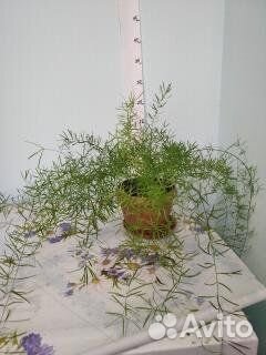 Цитрусы и комнатные цветы