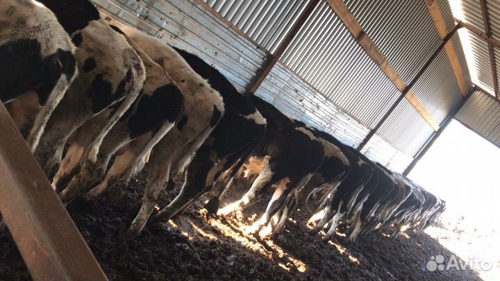 Навоз с достав камаз газончик