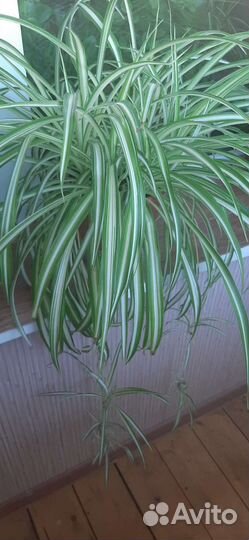 Хлорофитум полосатый