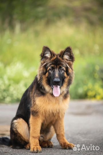 Щенки Немецкой овчарки длинношерстной