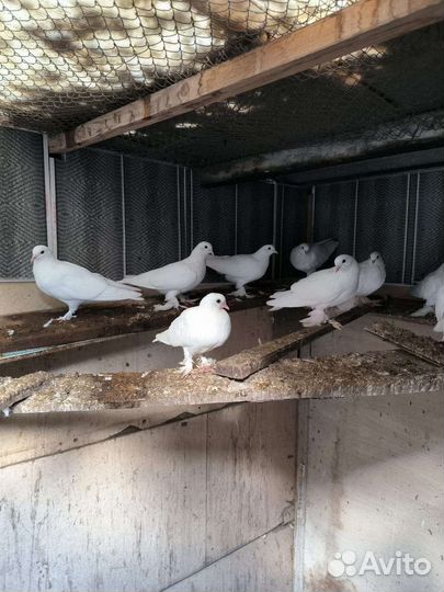Голуби белые бакинцы