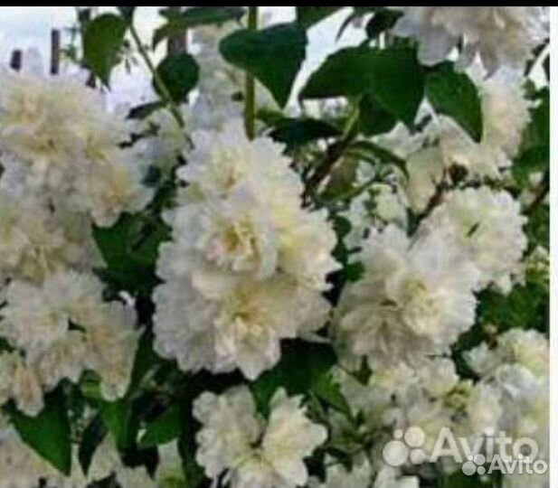 Жасмин махровый