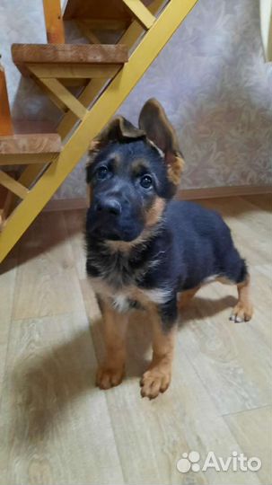 Щенки немецкой овчарки