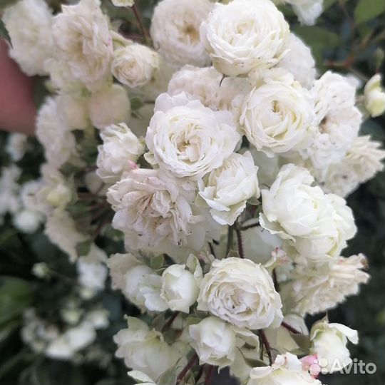 Многолетние цветы и кустарники