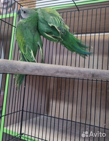 Розовогрудый попугай