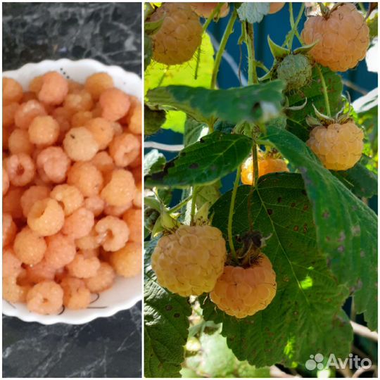 Жёлтая малина