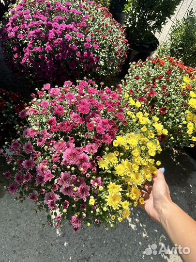 Садовые цветы