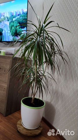Пальма драцена