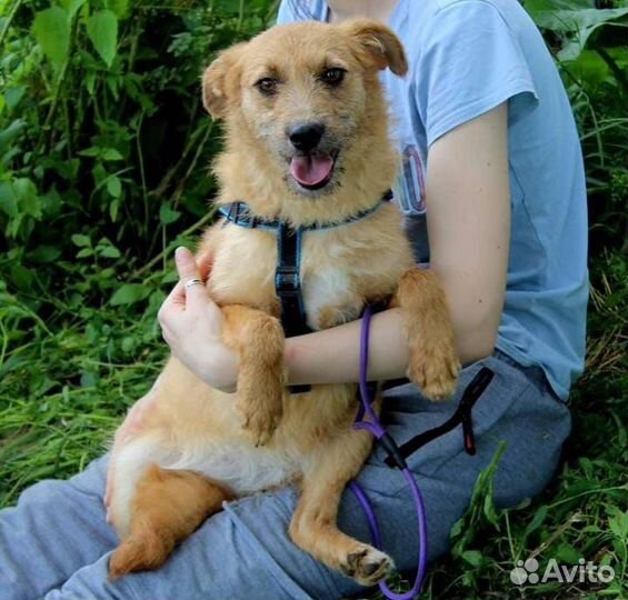 Ищет дом не большая Собачка Молли