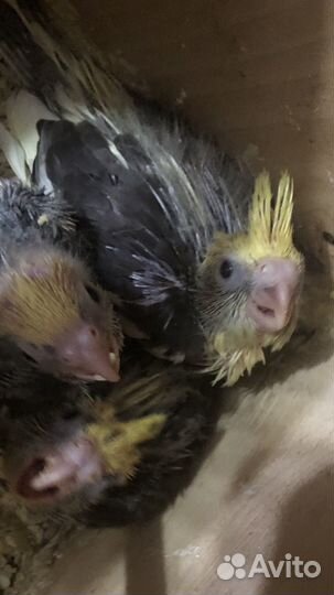 Птенчики корелла