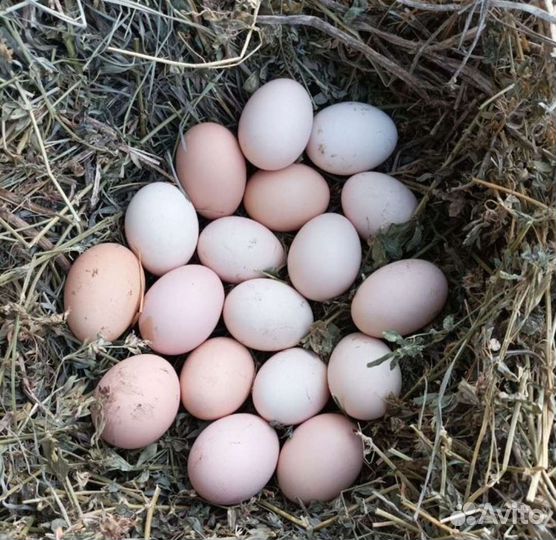Инкубационное яйцо от домашних кур