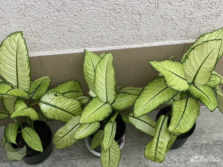 Диффенбахия