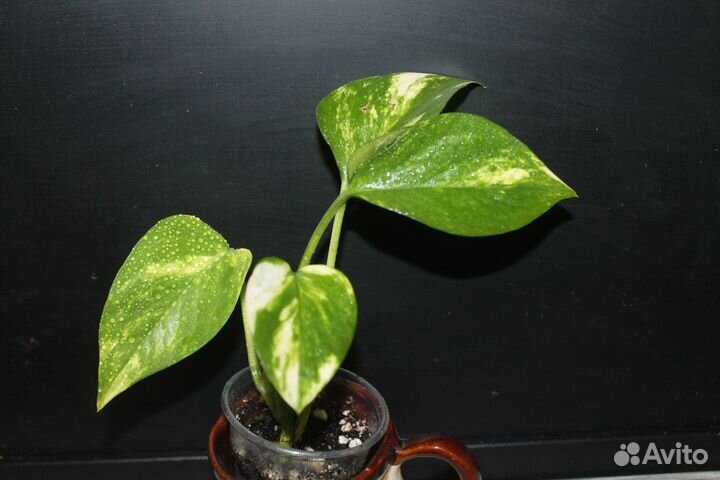 Эпипремнум из домашней коллекции