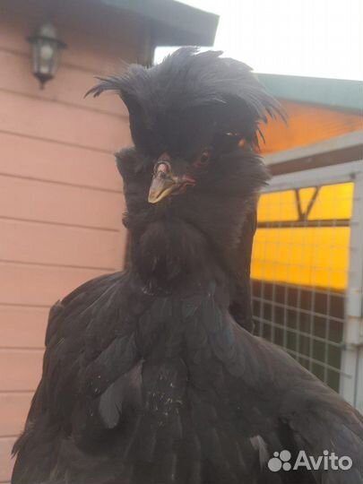 Сибирская Мохноножка русская порода кур