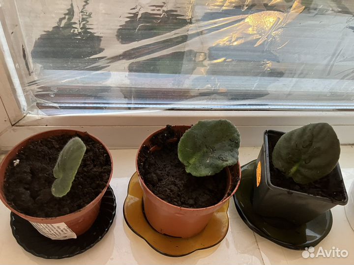 Фиалки,сукуленты