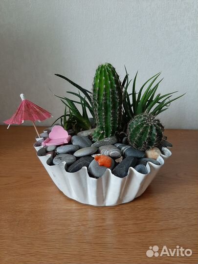 Композиция из суккулентов Отпуск