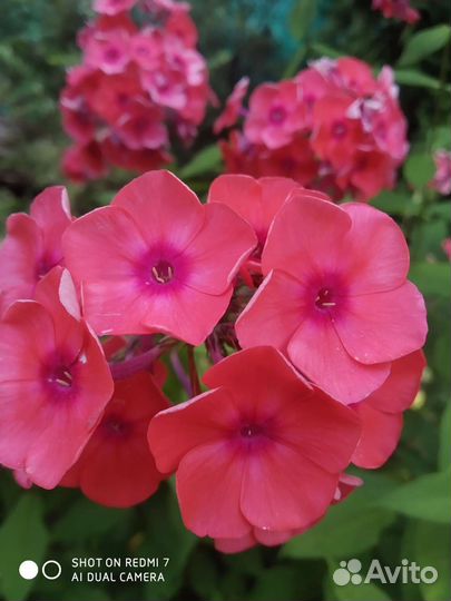 Флоксы многолетние