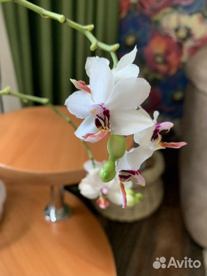 Орхидея фаленопсис