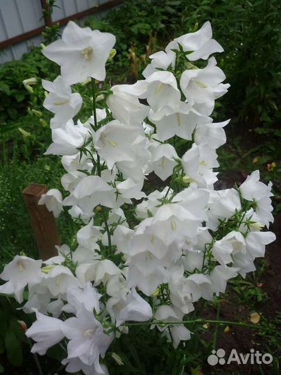 Многолетние цветы для сибири