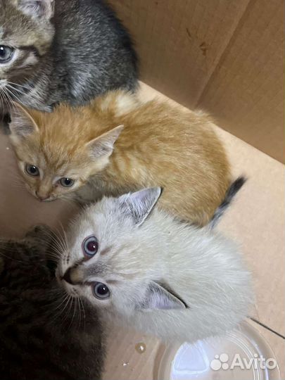 Котята в добрые руки бесплатно