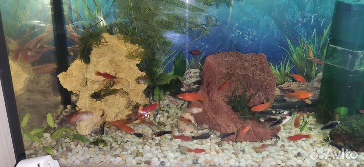 Аквариумные рыбки