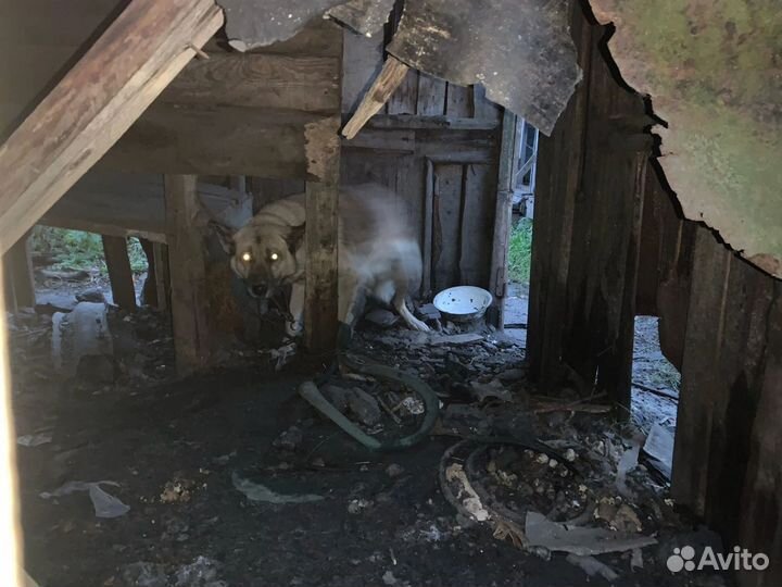 Овчаристый пёс с историей #собака в дар