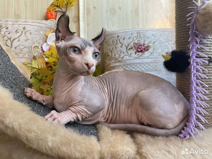 Двэльф мальчик