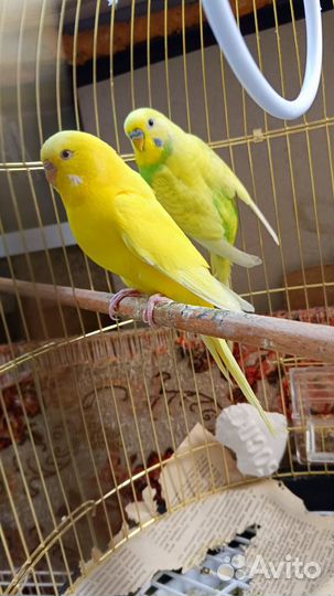 Волнистые попугаи редкого окраса + новая клетка