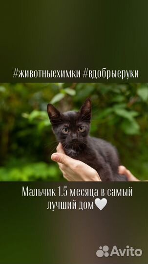 Котята ищут дом