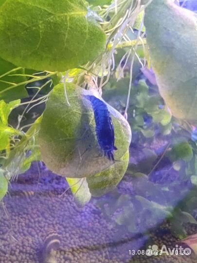 Аквариумные креветки