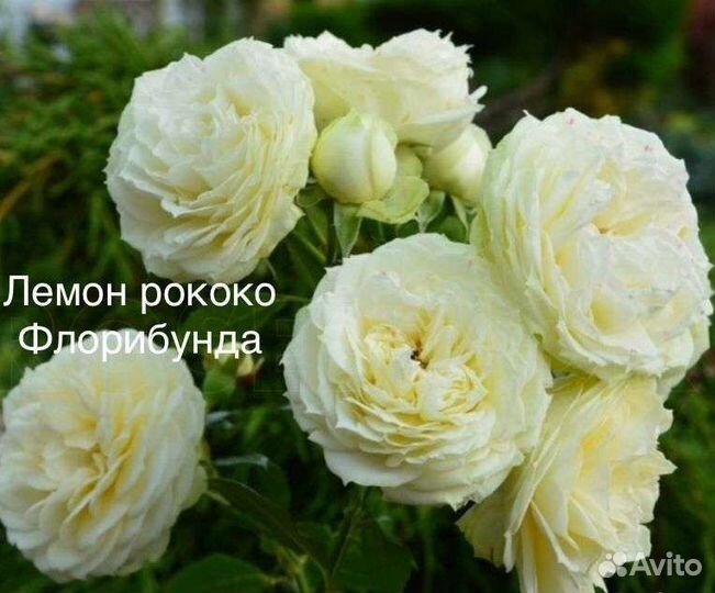 Саженцы роз