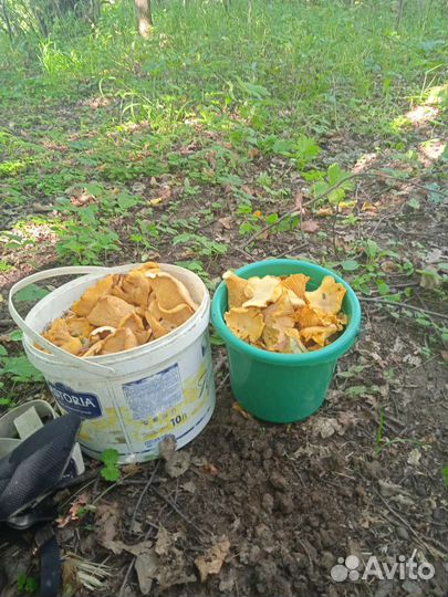 Почти сухие лисички